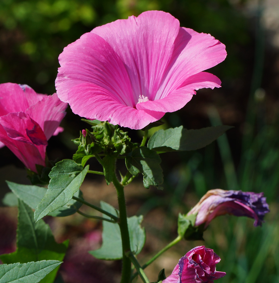 Image of Malva trimestris specimen.