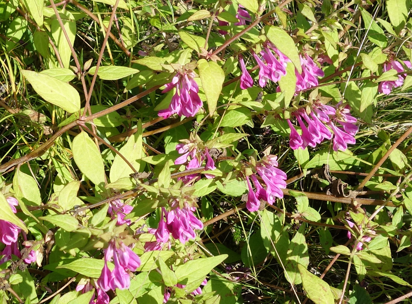 Image of Melampyrum roseum specimen.