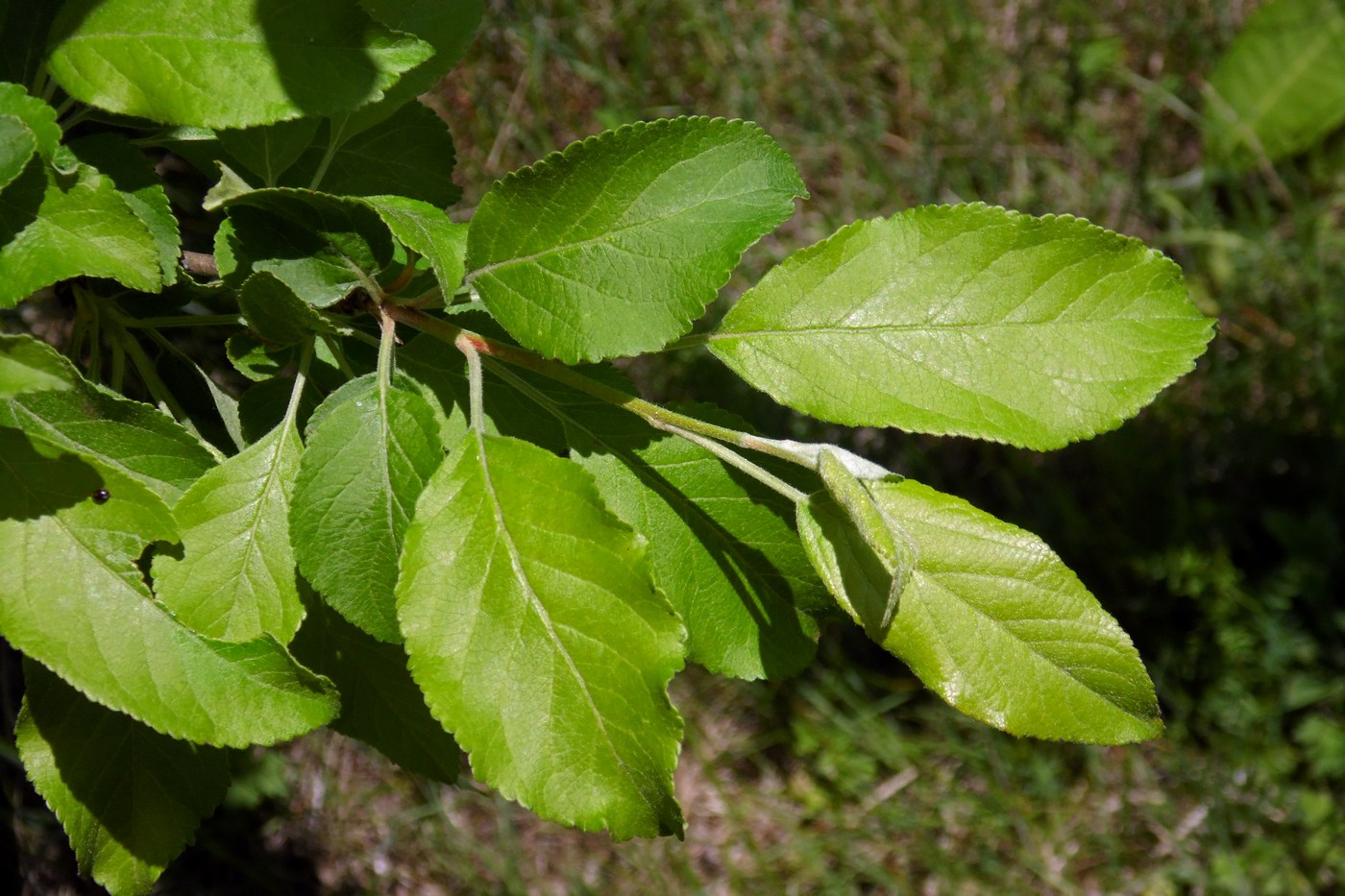 Изображение особи Malus orientalis.