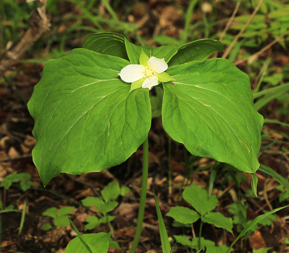 Image of Trillium &times; komarovii specimen.