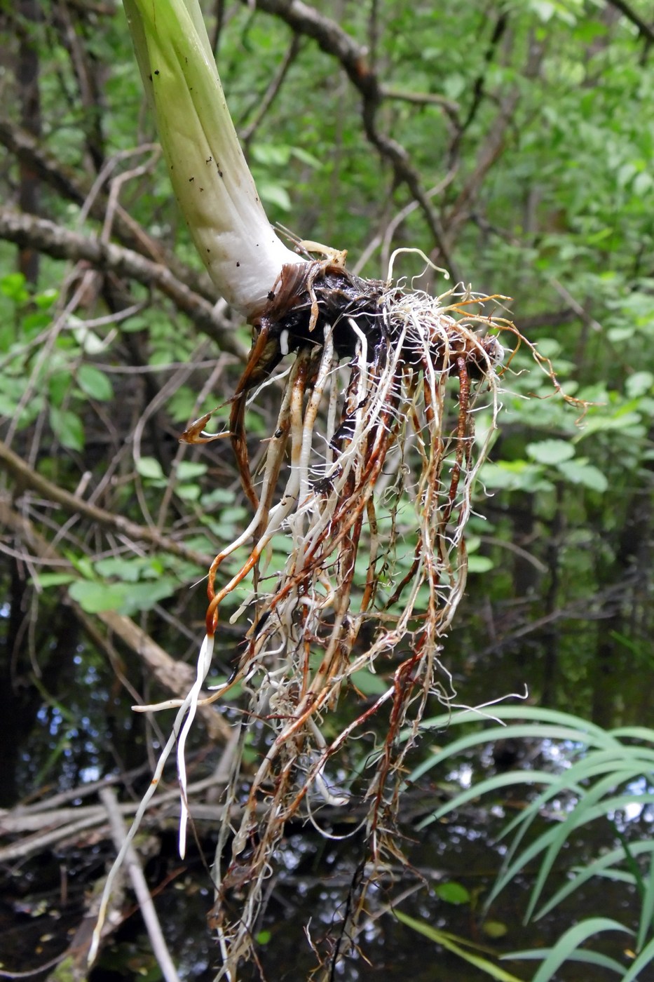 Image of Iris pseudacorus specimen.