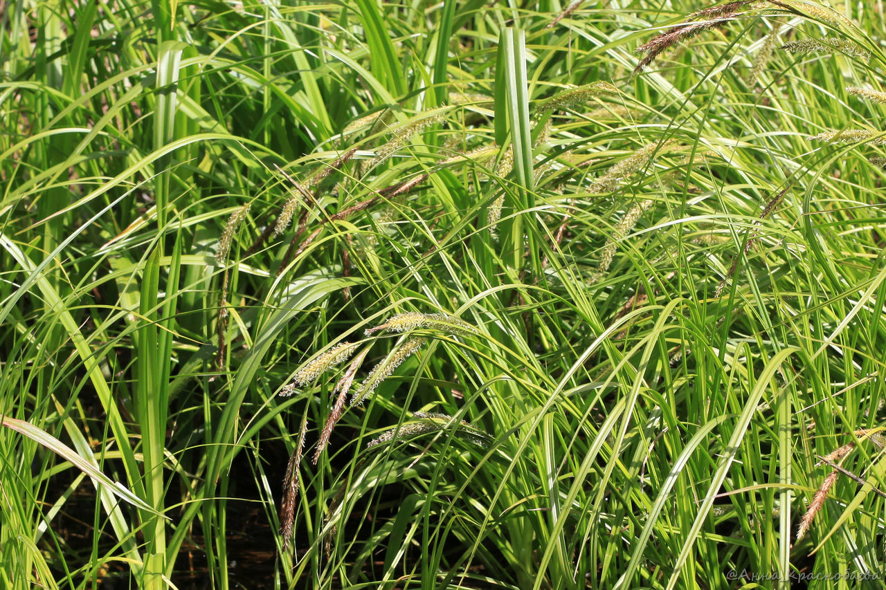 Image of Carex vesicaria specimen.