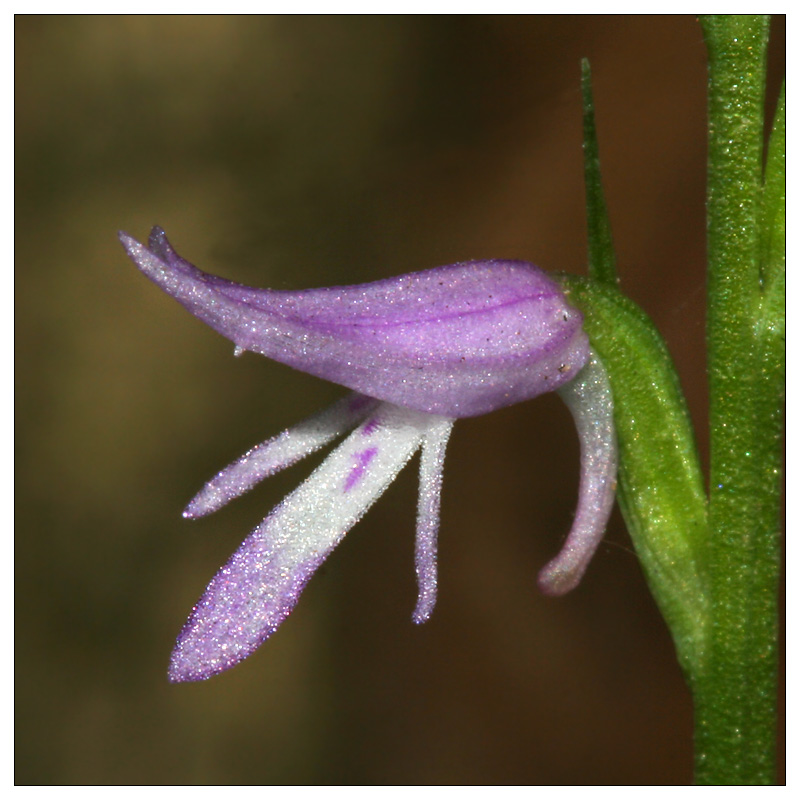 Image of Neottianthe cucullata specimen.