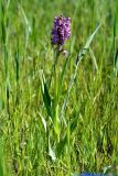 Dactylorhiza incarnata. Цветущее растение. Санкт-Петербург, Фрунзенский р-н, окр. ж.-д. ст. Купчино, луг, между двумя железнодорожными путями. 13.06.2020.