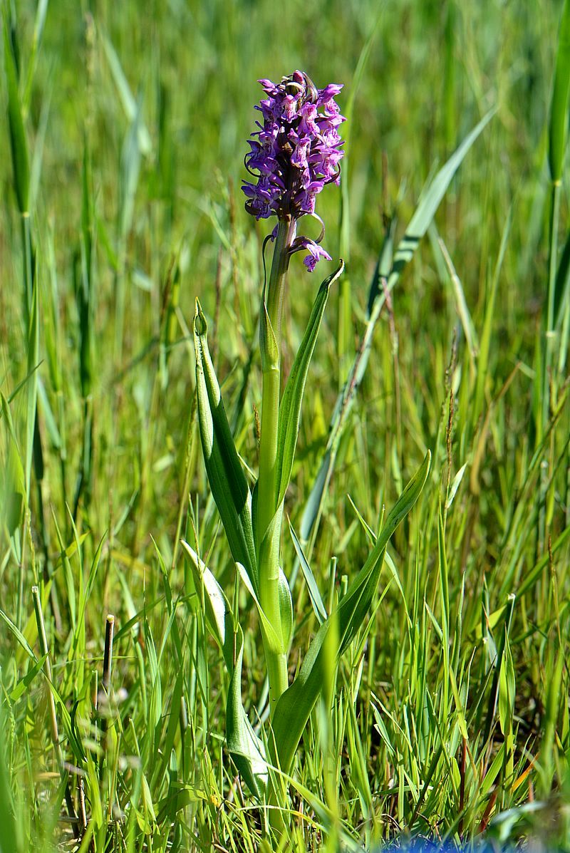 Image of Dactylorhiza incarnata specimen.