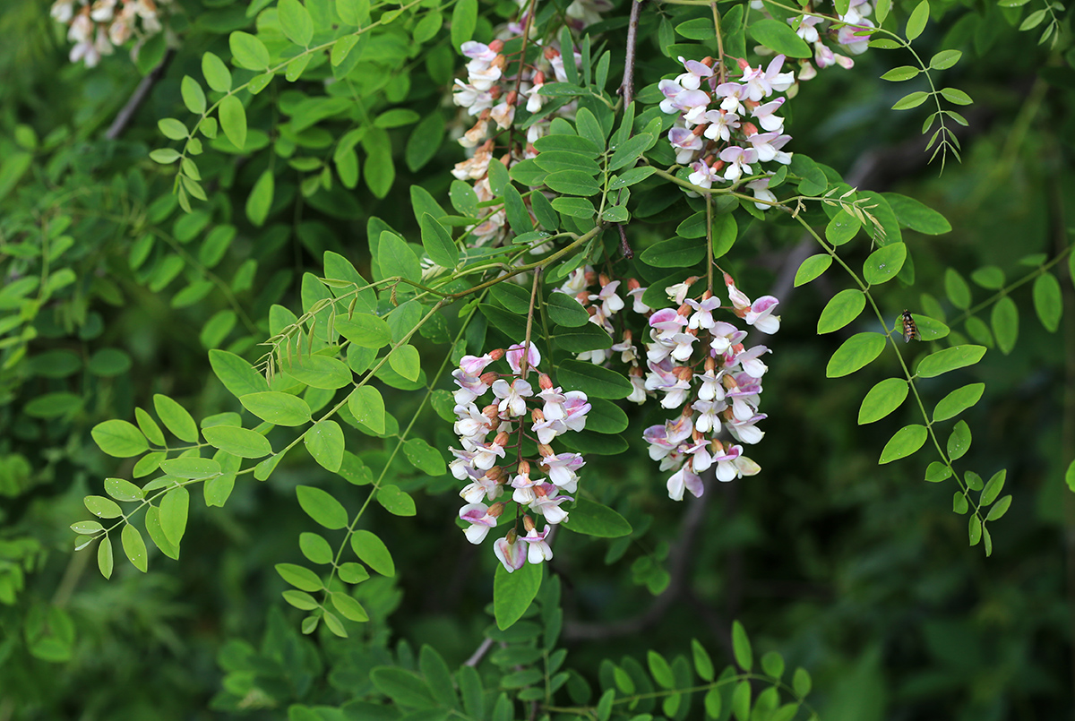 Image of genus Robinia specimen.