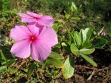 Catharanthus roseus