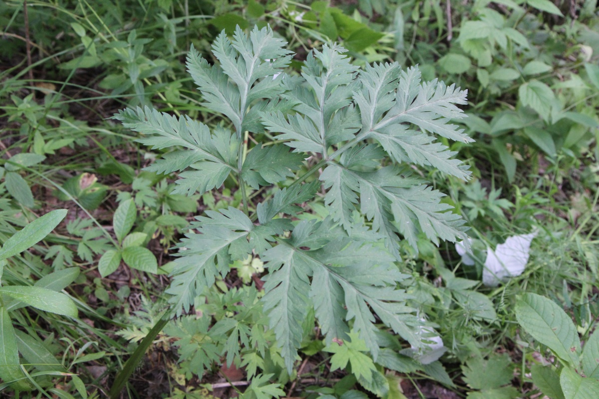 Image of Pleurospermum uralense specimen.