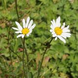 род Leucanthemum. Верхушки побегов с соцветиями. Республика Алтай, Онгудайский р-н, Семинский перевал, ≈ 1700 м н. у. м., луг перед опушкой кедрового леса. 27.07.2020.