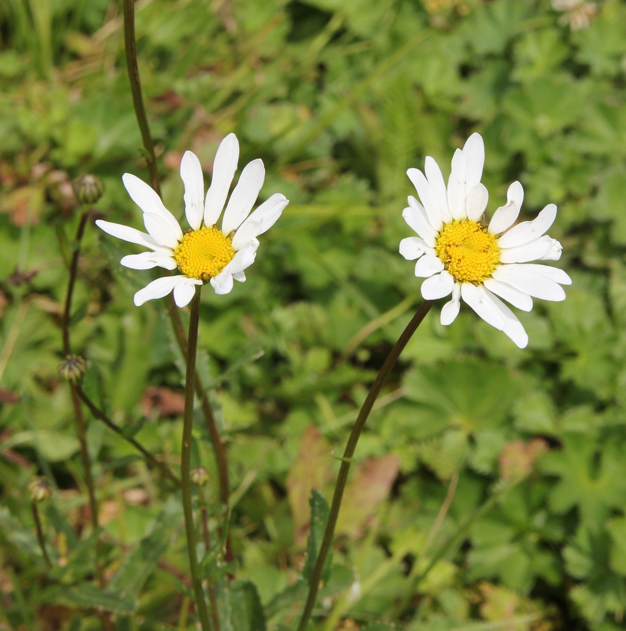 Image of genus Leucanthemum specimen.