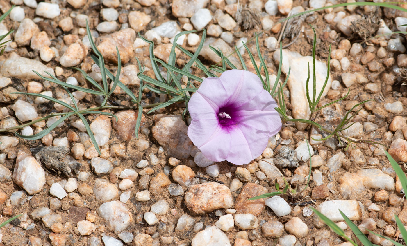 Изображение особи Ipomoea bolusiana.