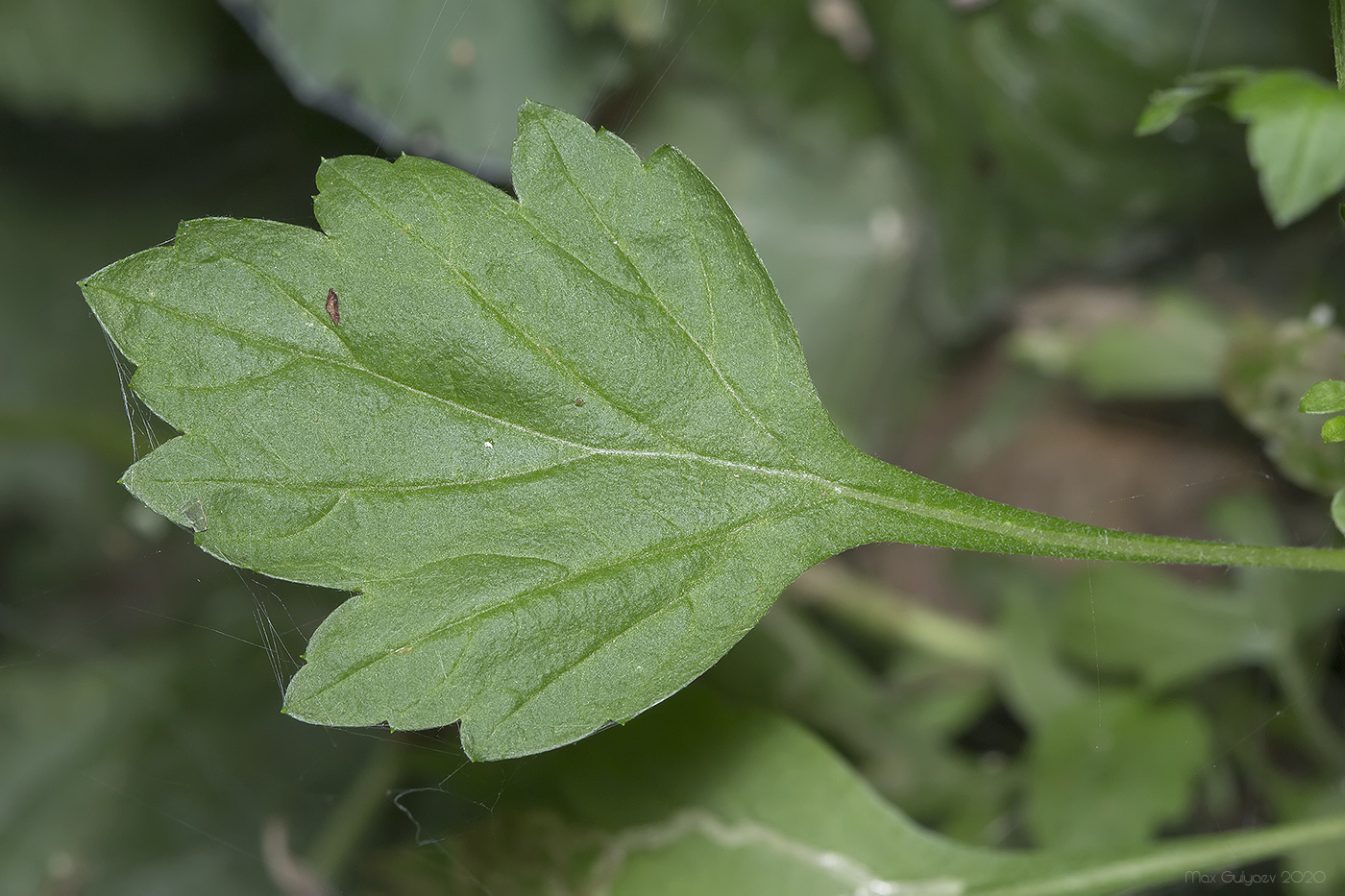 Изображение особи Artemisia vulgaris.