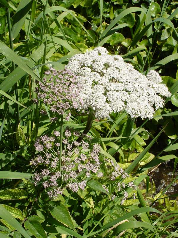 Image of Angelica genuflexa specimen.