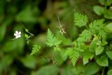 Geranium robertianum