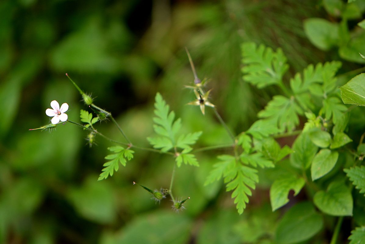 Изображение особи Geranium robertianum.