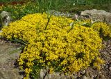 genus Draba