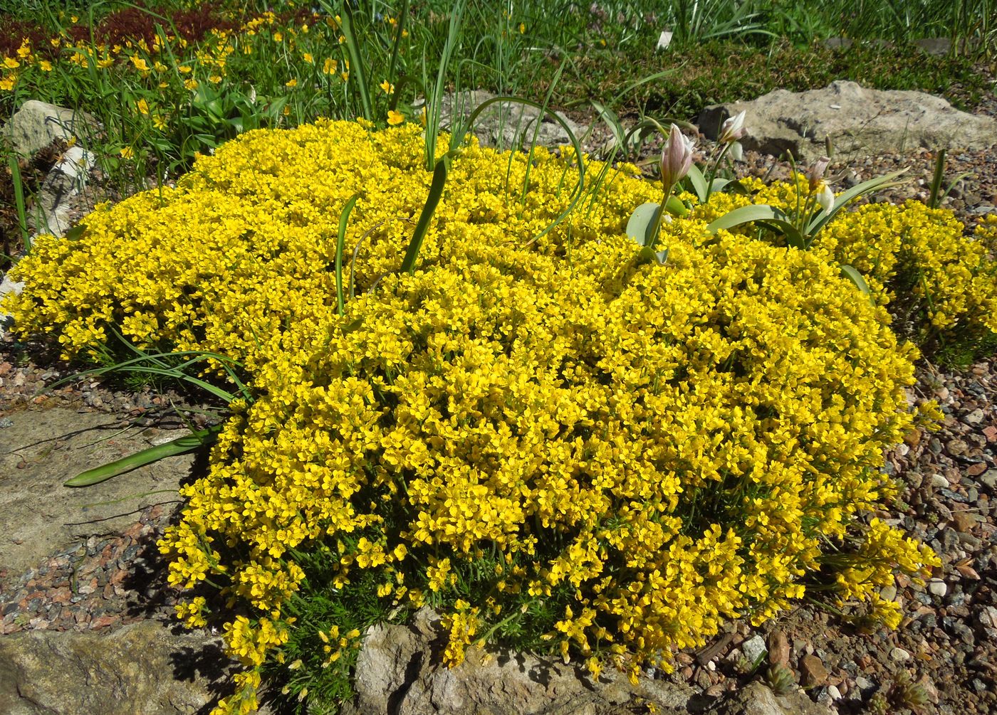 Изображение особи род Draba.