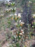 Phlomoides nuda