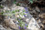 Scutellaria fedtschenkoi