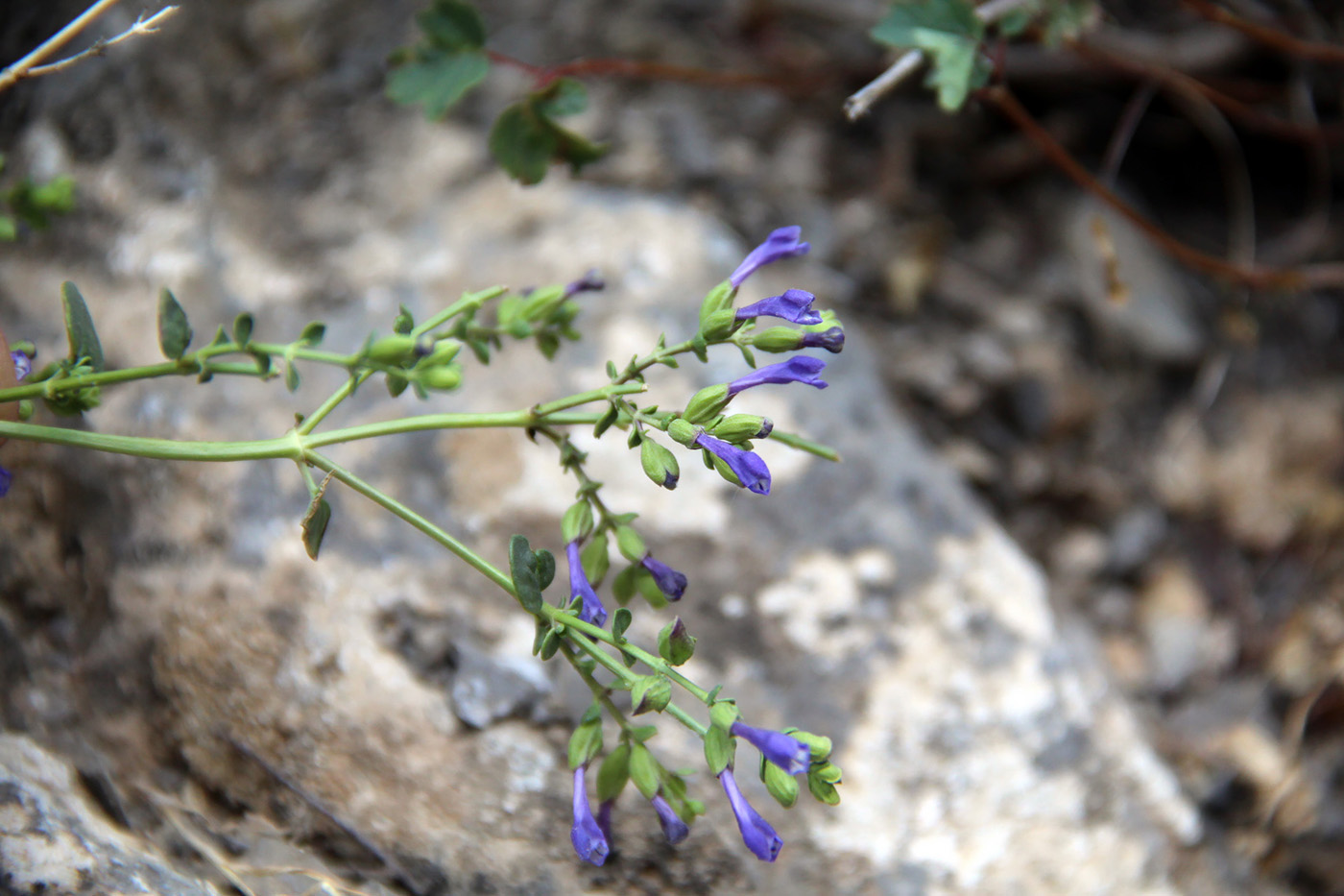 Image of Scutellaria fedtschenkoi specimen.