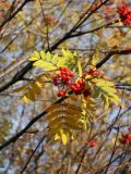 Sorbus aucuparia subspecies glabrata. Верхушка побега с соплодием и листьями, принимающими осеннюю окраску. Мурманск, Первомайский р-н, Долина Уюта, зона декоративного озеленения вдоль пешеходной дорожки. 24.09.2020.