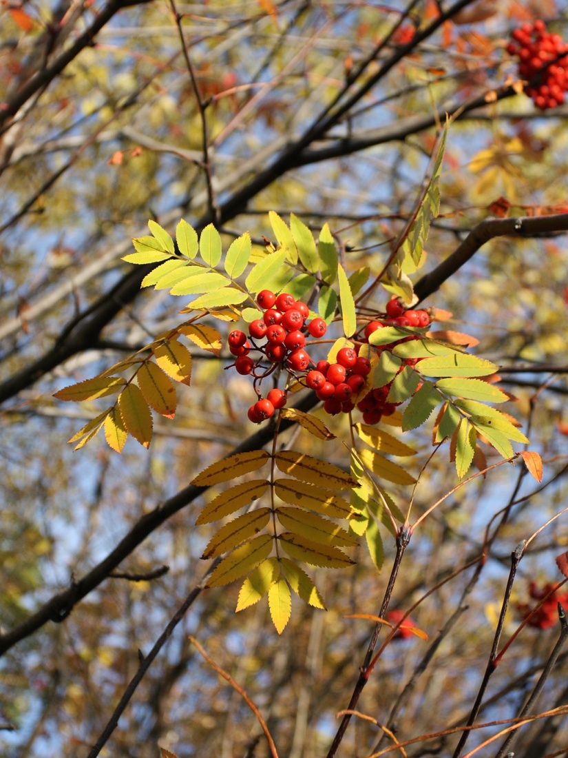 Image of Sorbus aucuparia ssp. glabrata specimen.