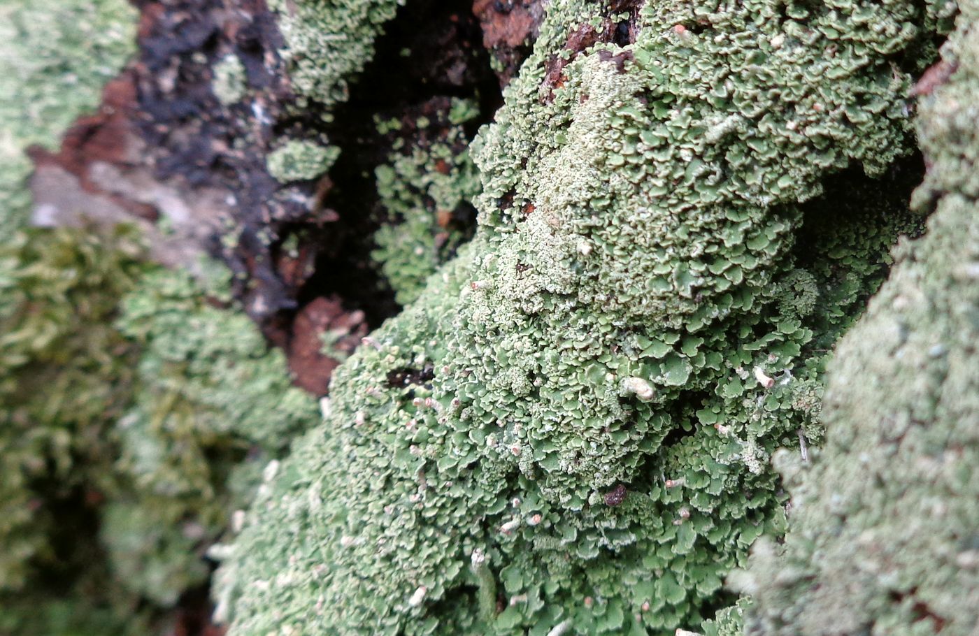 Image of genus Cladonia specimen.