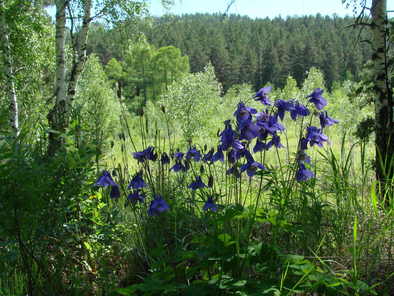 Изображение особи Aquilegia sibirica.