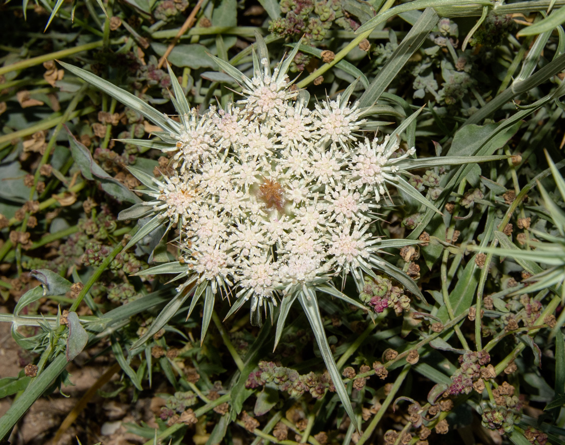 Image of Exoacantha heterophylla specimen.