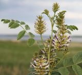 Glycyrrhiza viscida