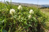 Trifolium canescens