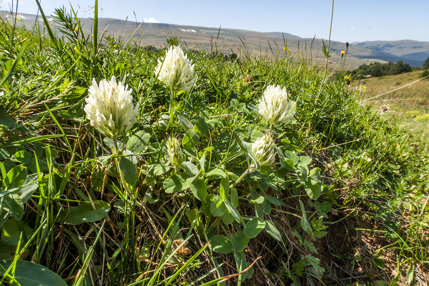 Изображение особи Trifolium canescens.