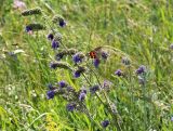 Salvia nutans. Верхушка цветущего растения с кормящейся бабочкой и подлетающей пчелой. Саратовская обл., Хвалынский р-н, окр. г. Хвалынск, Хвалынский горнолыжный курорт, луг на склоне горы. 18.06.2019.