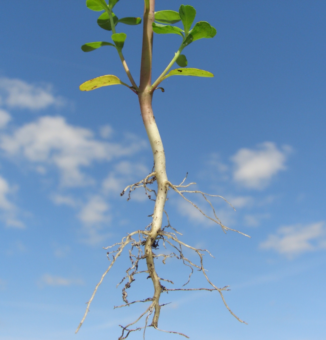 Image of Euphorbia helioscopia specimen.