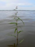 Persicaria maculosa