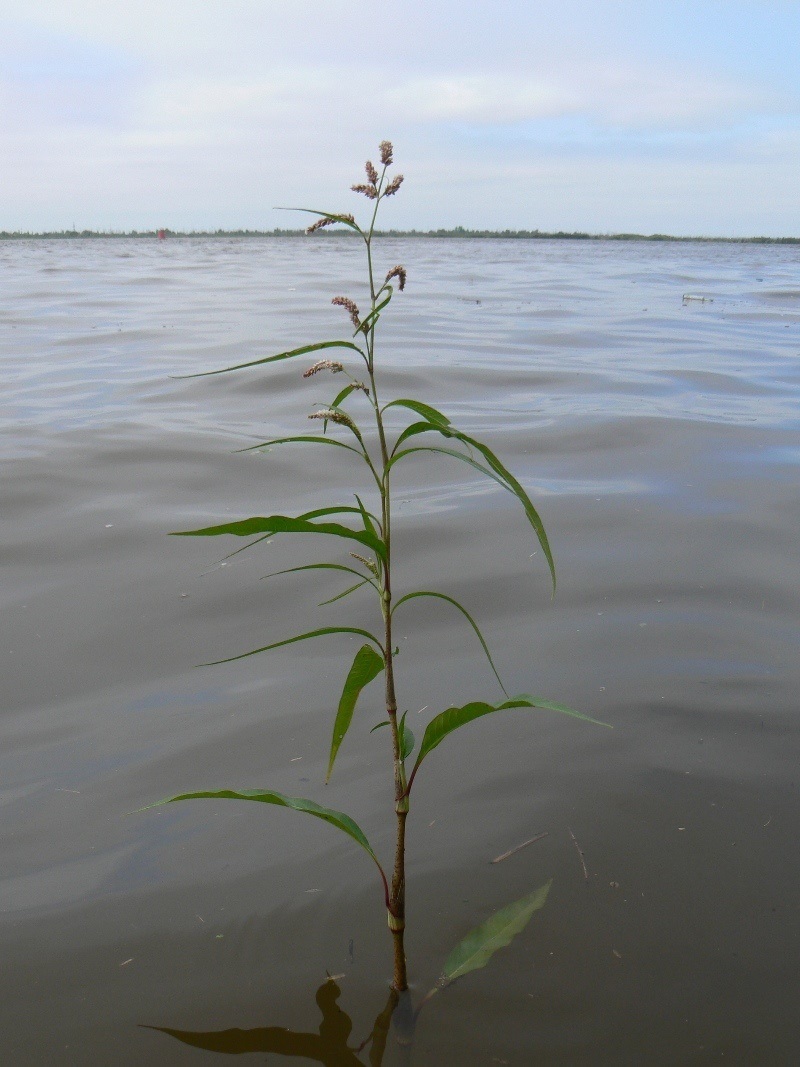 Image of Persicaria maculosa specimen.