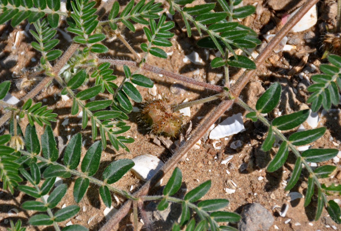 Image of Tribulus terrestris specimen.