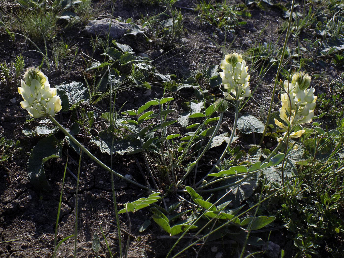 Изображение особи Hedysarum grandiflorum.