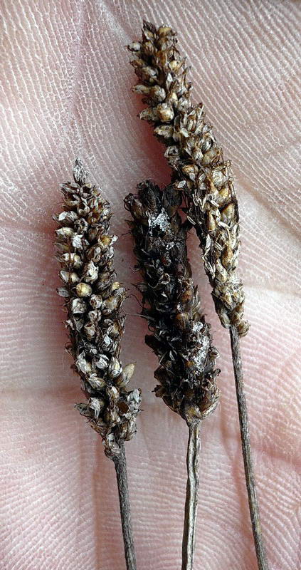 Image of Plantago lanceolata specimen.