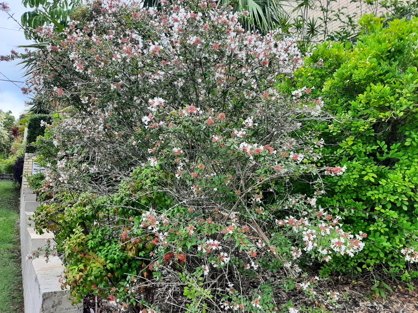 Image of Abelia &times; grandiflora specimen.