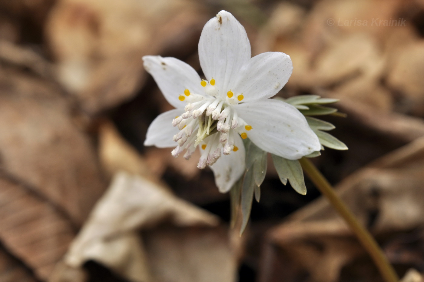 Изображение особи Eranthis stellata.