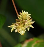 Alternanthera flavescens