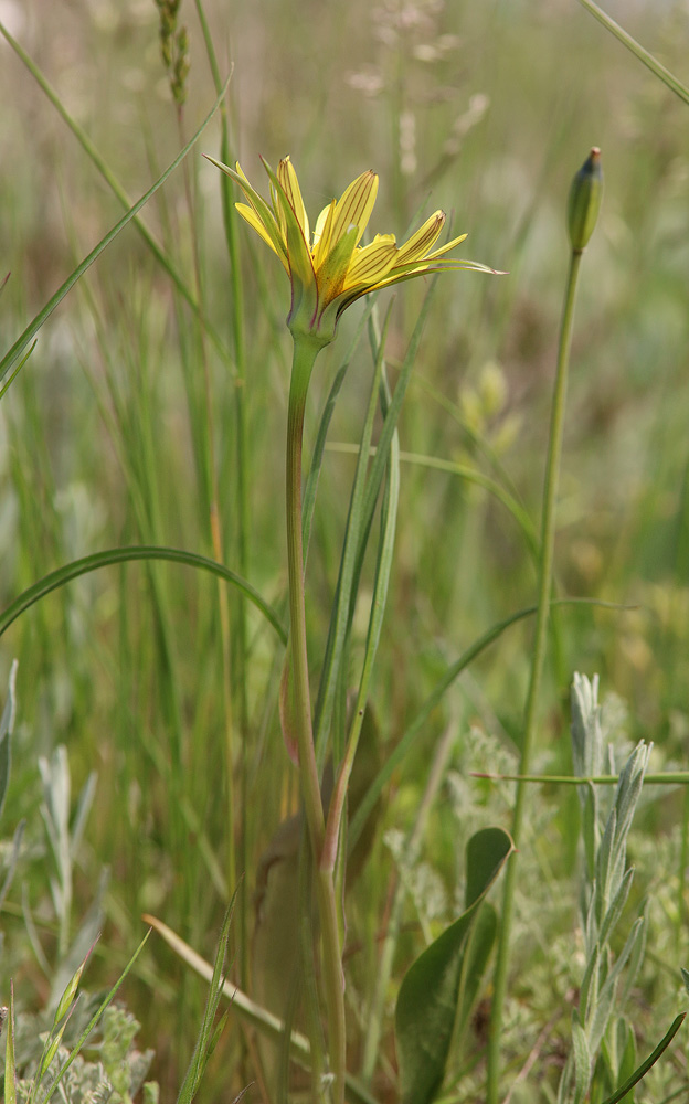 Изображение особи Tragopogon pusillus.