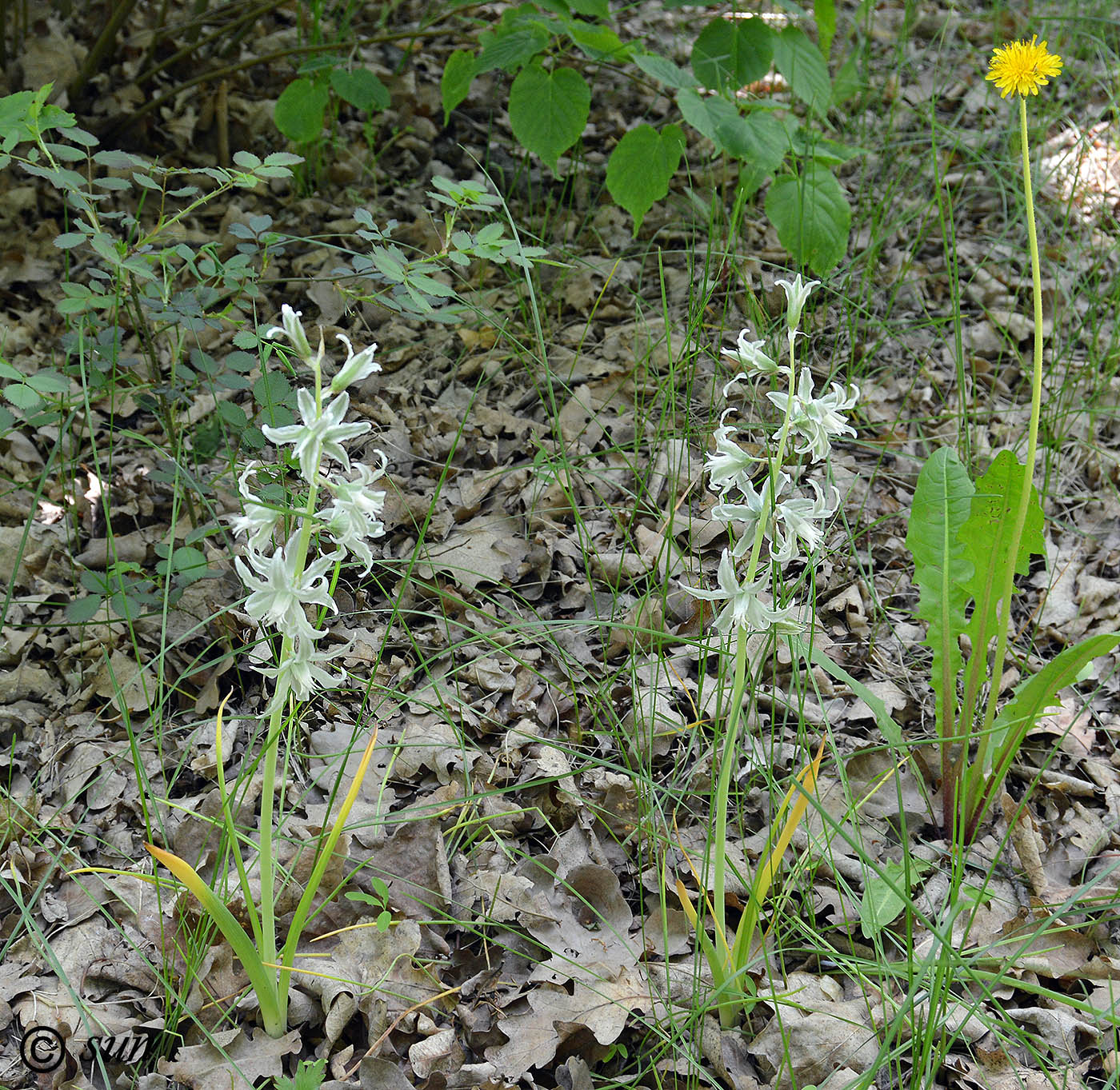 Image of Ornithogalum boucheanum specimen.