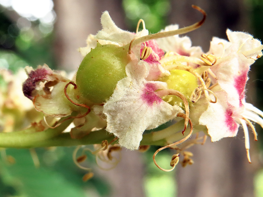 Изображение особи Aesculus hippocastanum.