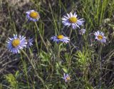 Aster alpinus. Соцветия-корзинки. Пермский край, Кунгурский р-н, окр. с. Каширино, долина р. Сылва, обнажение гипсов, слабо задернованный крутой склон. 06.06.2021.