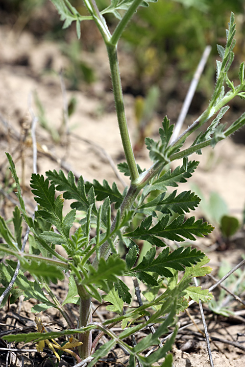Image of Turgenia latifolia specimen.