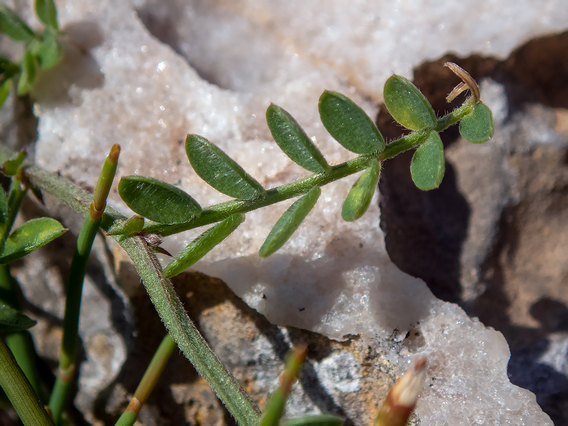 Изображение особи Vicia cretica ssp. aegaea.