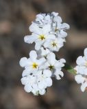 Heliotropium styligerum