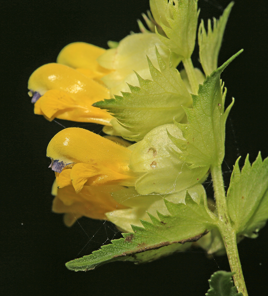 Image of Rhinanthus apterus specimen.